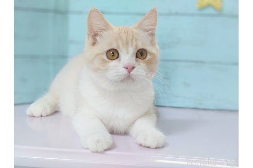 成約済の東京都のマンチカン-84823の3枚目
