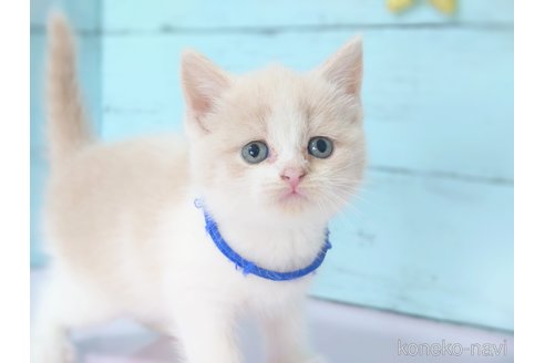成約済の東京都のスコティッシュフォールド-90624の3枚目