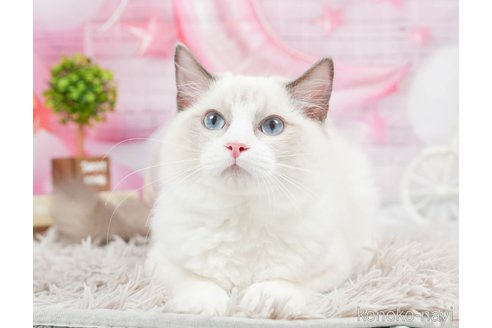 成約済の茨城県のラグドール-82940の4枚目