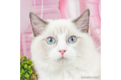 成約済の茨城県のラグドール-82940の1枚目