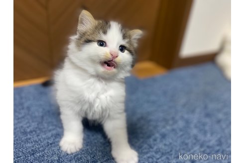成約済の千葉県のサイベリアン-89243の3枚目