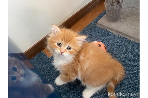 成約済の千葉県のサイベリアン-89244の31枚目