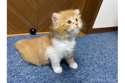 成約済の千葉県のサイベリアン-89244の30枚目