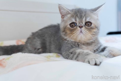 成約済の東京都のエキゾチックショートヘア-84490の3枚目
