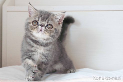 成約済の東京都のエキゾチックショートヘア-88723の31枚目