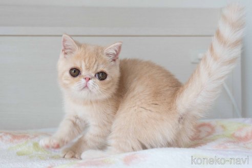 成約済の東京都のエキゾチックショートヘア-88725の16枚目