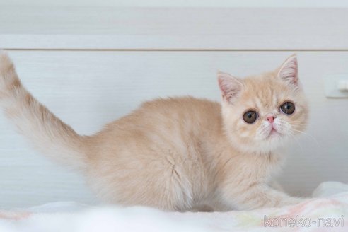成約済の東京都のエキゾチックショートヘア-88725の15枚目