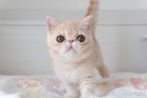 成約済の東京都のエキゾチックショートヘア-88725の13枚目