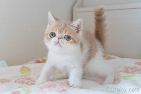 成約済の東京都のエキゾチックショートヘア-89318の17枚目