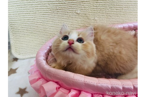 成約済の栃木県のマンチカン-90031の2枚目