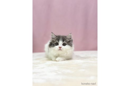 成約済の埼玉県のスコティッシュフォールド-88228の3枚目