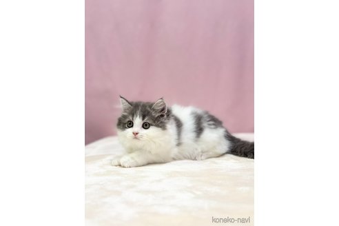成約済の埼玉県のスコティッシュフォールド-88228の2枚目
