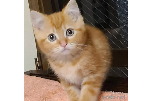 成約済の兵庫県のマンチカン-90668の11枚目