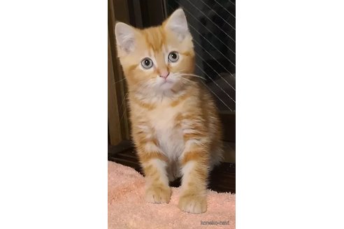 成約済の兵庫県のマンチカン-90668の10枚目