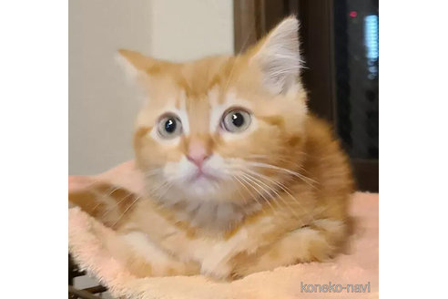 成約済の兵庫県のマンチカン-90668の9枚目