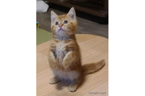 成約済の兵庫県のマンチカン-90668の8枚目