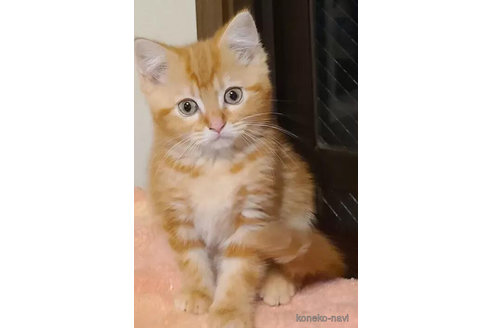 成約済の兵庫県のマンチカン-90668の7枚目