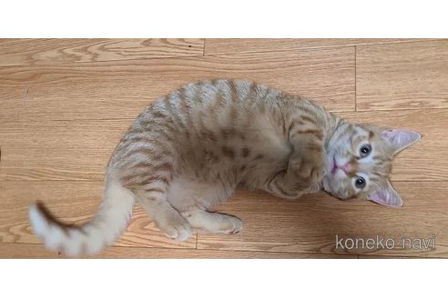 販売中の兵庫県のマンチカン-90669の6枚目