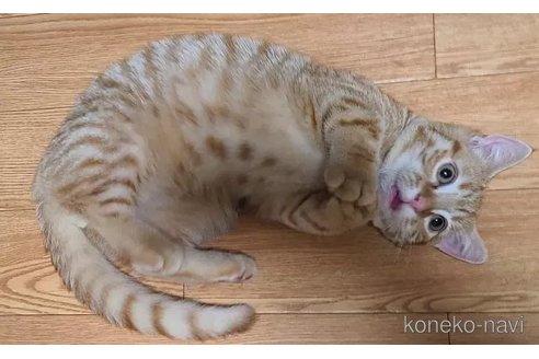販売中の兵庫県のマンチカン-90669の3枚目