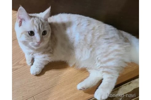 成約済の兵庫県のマンチカン-90670の5枚目