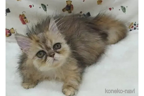 成約済の大阪府のエキゾチックショートヘア-90687の2枚目
