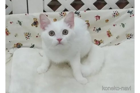 成約済の大阪府のマンチカン-90688の2枚目