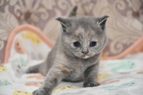 成約済の宮城県のマンチカン-90702の2枚目