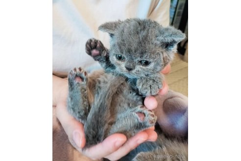 成約済の埼玉県のセルカークレックス-90705の3枚目