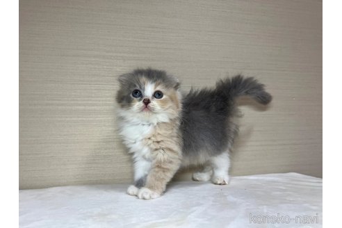 成約済の茨城県のスコティッシュフォールド(折れ耳)-90709の3枚目