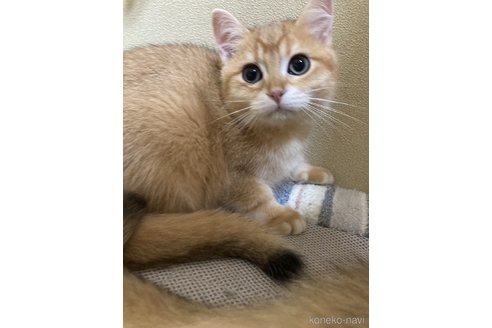 成約済の三重県のブリティッシュショートヘア-84283の9枚目