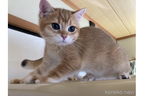 成約済の三重県のブリティッシュショートヘア-84283の7枚目