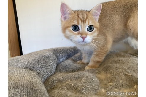 成約済の三重県のブリティッシュショートヘア-84283の6枚目