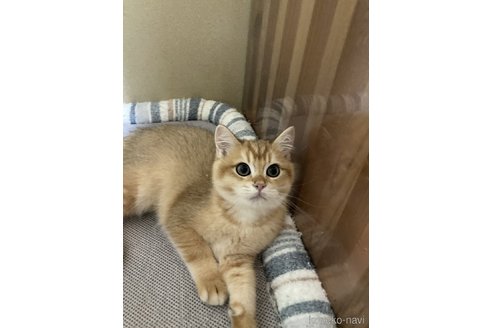 成約済の三重県のブリティッシュショートヘア-84283の5枚目