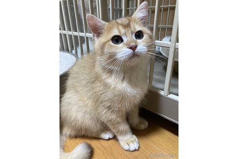 成約済の三重県のブリティッシュショートヘア-84283の4枚目