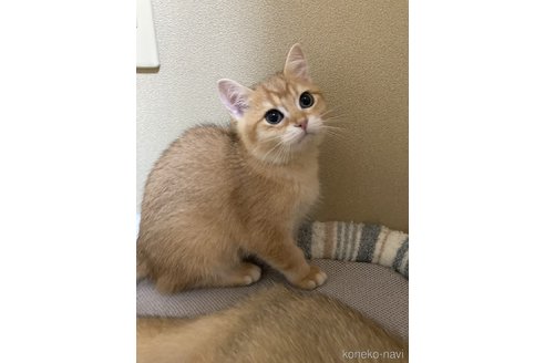 成約済の三重県のブリティッシュショートヘア-84283の3枚目