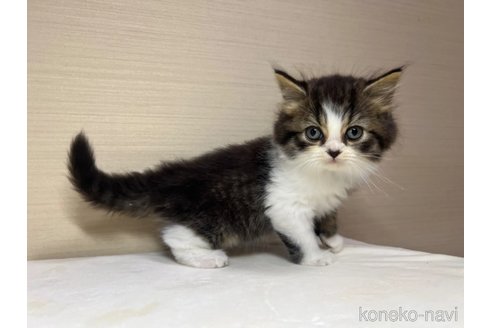 成約済の茨城県のスコティッシュフォールド-90710の5枚目