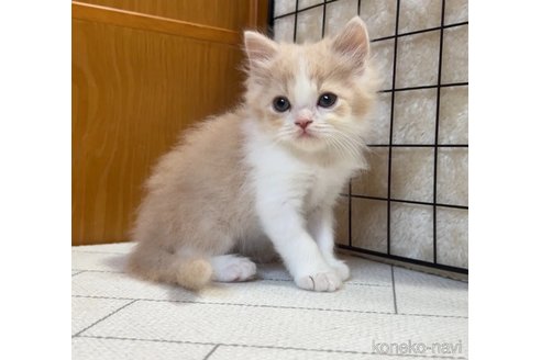 成約済の茨城県のスコティッシュフォールド-90712の2枚目