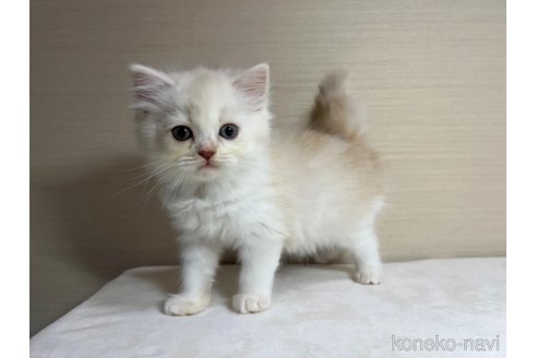 成約済の茨城県のスコティッシュフォールド-90717の3枚目