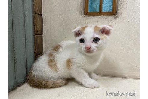 成約済の京都府のスコティッシュフォールド(折れ耳)-90718の4枚目