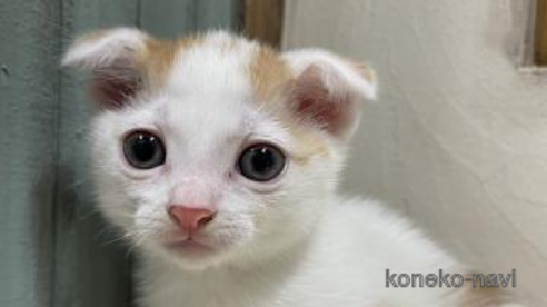 成約済の京都府のスコティッシュフォールド(折れ耳)-90718の1枚目