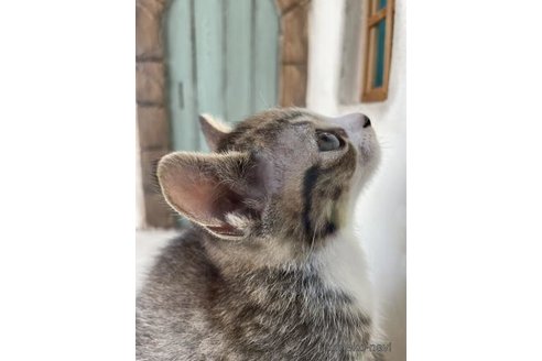 成約済の京都府のスコティッシュフォールド-90720の4枚目