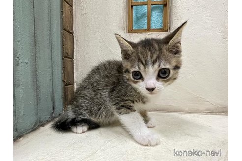 成約済の京都府のスコティッシュフォールド-90720の3枚目