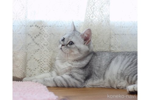 成約済の愛知県のミヌエット-85345の3枚目