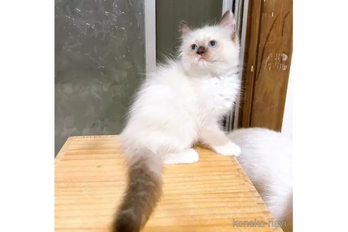 成約済の埼玉県のラグドール-90765の7枚目
