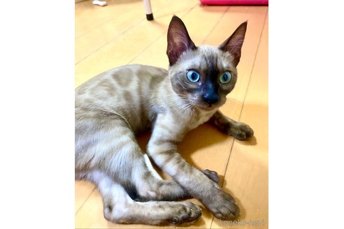 成約済の静岡県のベンガル-76541の6枚目