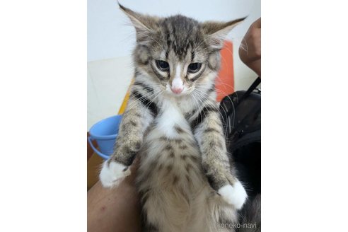 成約済の北海道のノルウェージャンフォレストキャット-90774の3枚目