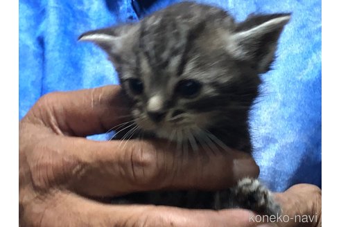 成約済の三重県のアメリカンショートヘア-90777の2枚目