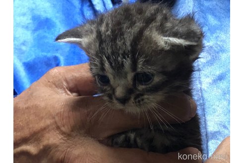 成約済の三重県のアメリカンショートヘア-90777の3枚目
