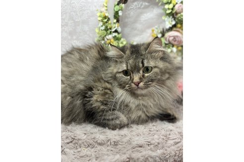 夢音(りずむ) ちゃん1枚目