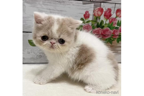 成約済の山梨県のエキゾチックショートヘア-90786の1枚目